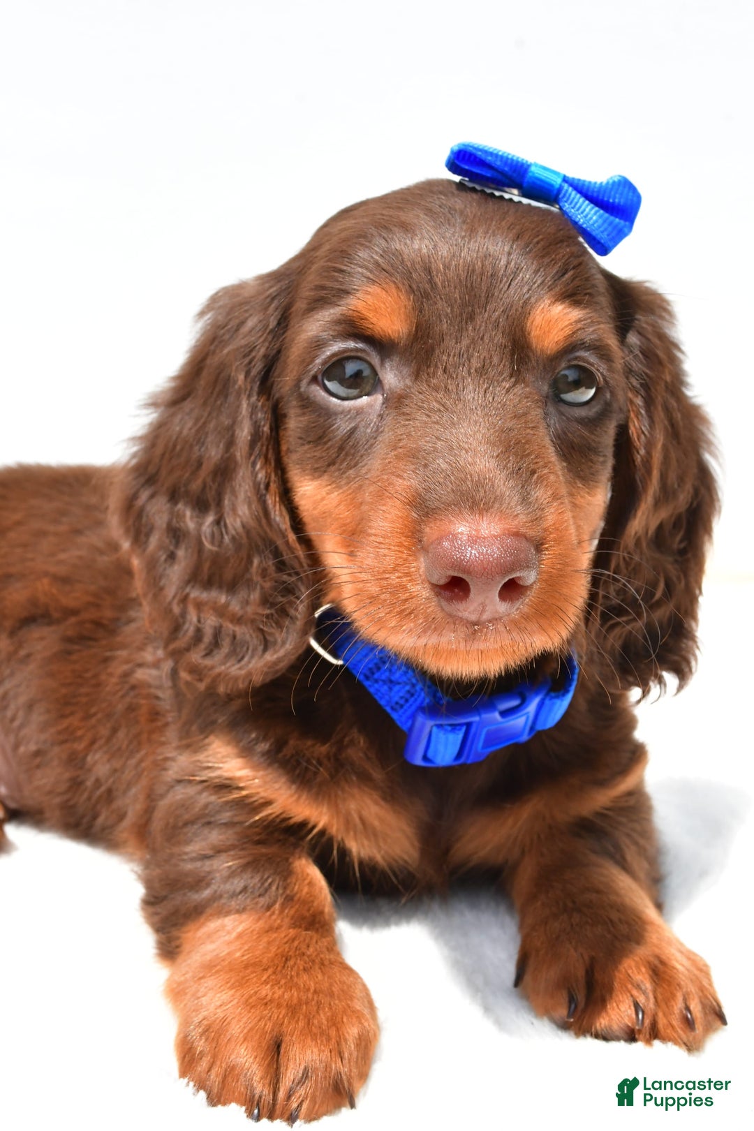 Miniature Dachshund dogs for sale: Lucky - Image 6