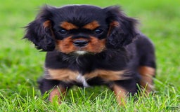 Cavalier King Charles Spaniel dogs for sale: Rocky - Image 2
