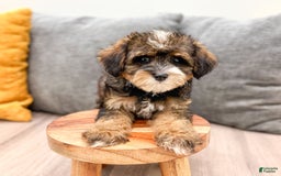 Yorkiepoo dogs for sale: Quinton - Image 1