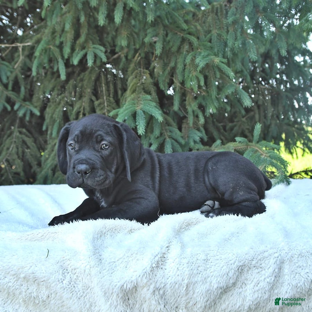Cane Corso dogs for sale: Cali - Image 11