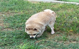 Pomeranian dogs for sale: Giovanna - Image 3