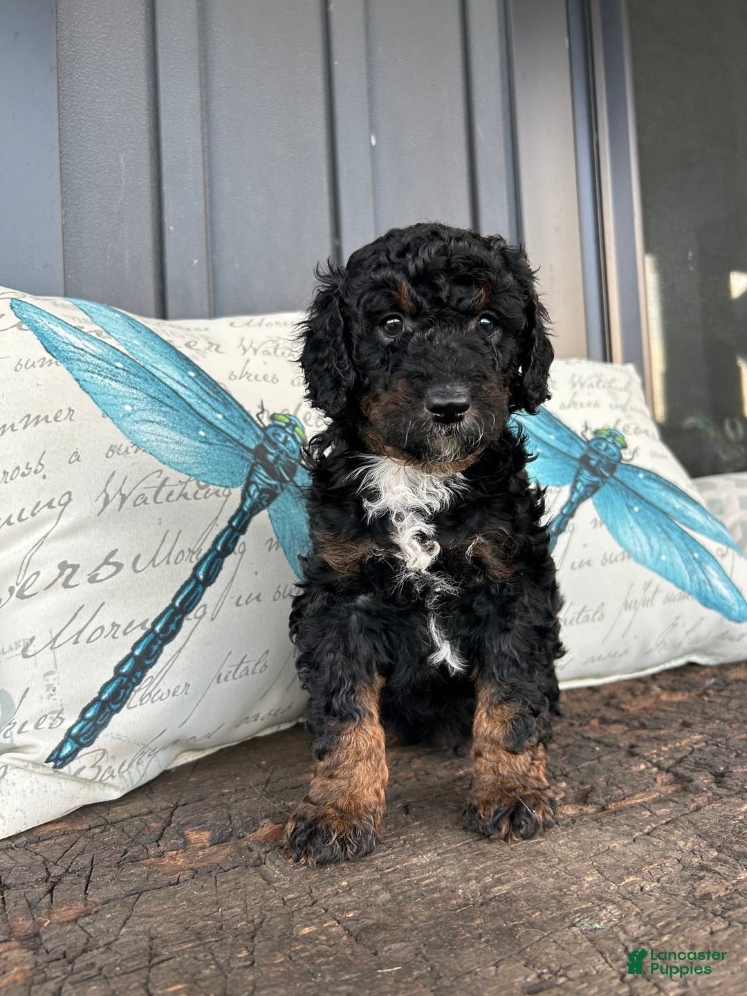 Aussiedoodle dogs for sale: Teak - Image 2