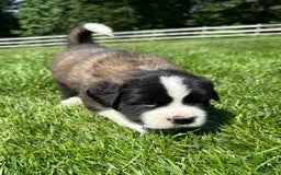Saint Bernard dogs for sale: Bailey - Image 1