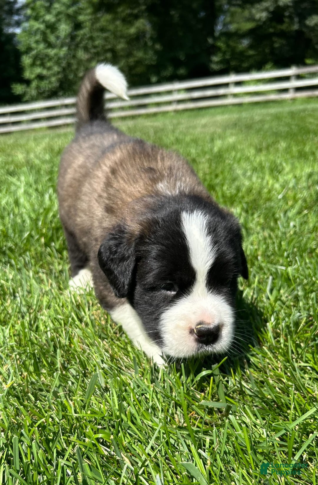 Saint Bernard dogs for sale: Bailey - Image 1