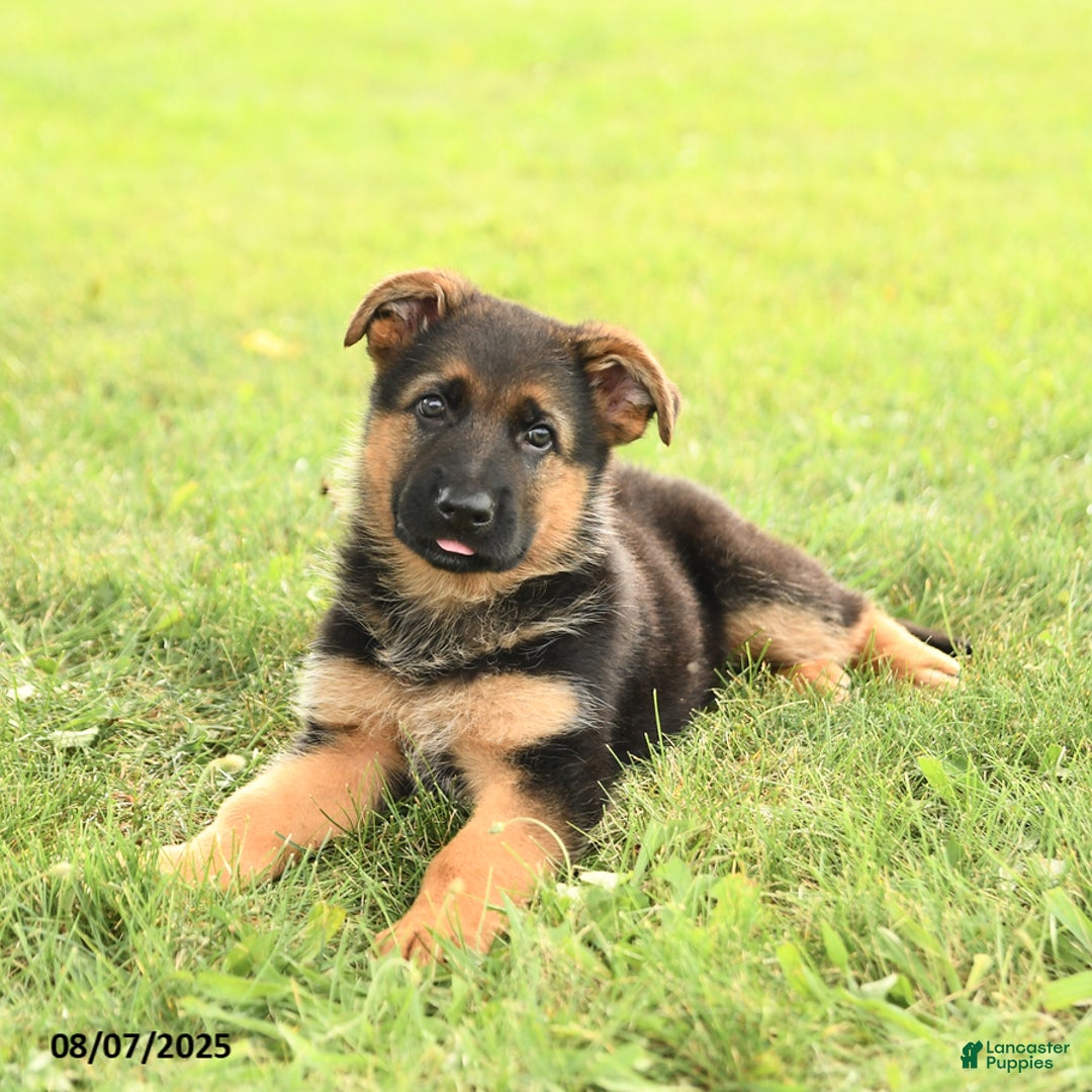 German Shepherd dogs for sale: Donovan - Image 5