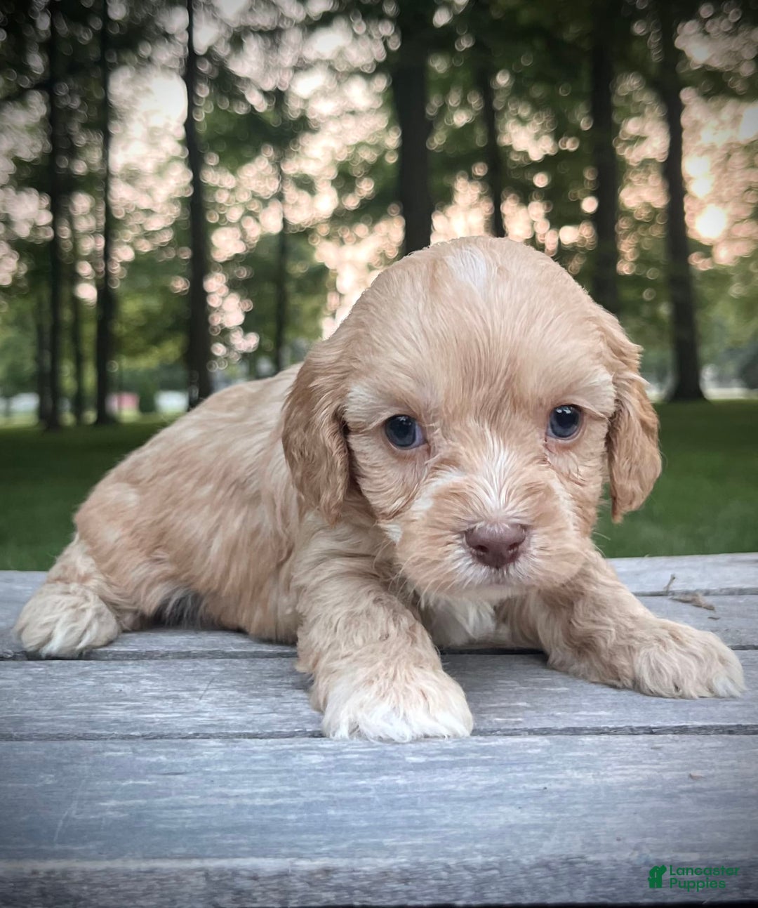 Cavapoo dogs for sale: Leo - Image 11