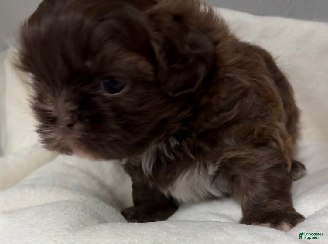 Shih Tzu dogs for sale: Kaylee - Image 33