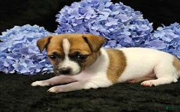 Jack Russell Terrier dogs for sale: Carrie - Image 1