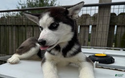Siberian Husky dogs for sale: Nova Female 4 - Image 3