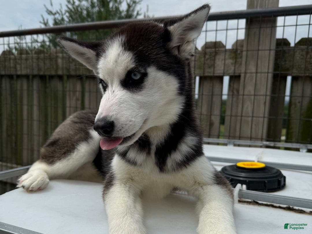 Siberian Husky dogs for sale: Nova Female 4 - Image 3