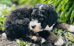 Bernedoodle dogs for sale: Camper - Image 1