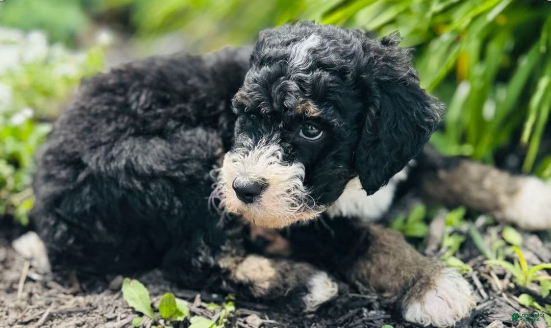 Bernedoodle dogs for sale: Camper - Image 1