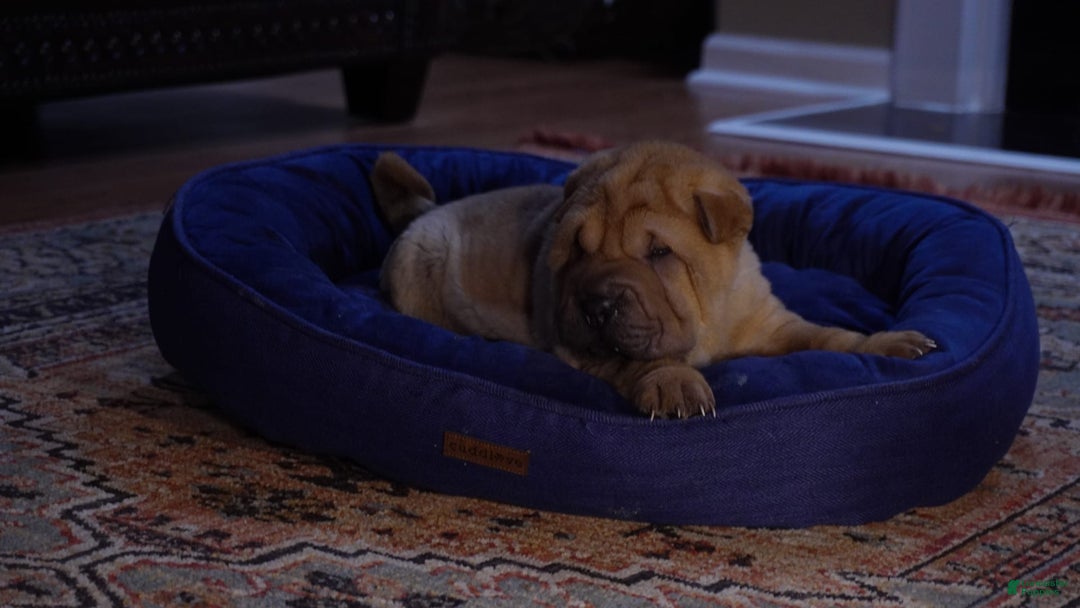 Shar Pei dogs for sale: Tati - Image 2