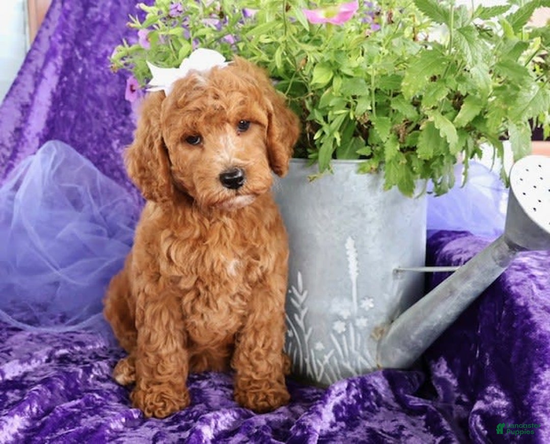 Mini Goldendoodle dogs for sale: Daisey Mae - Image 4