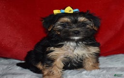 Morkie dogs for sale: Sally Sue - Image 2
