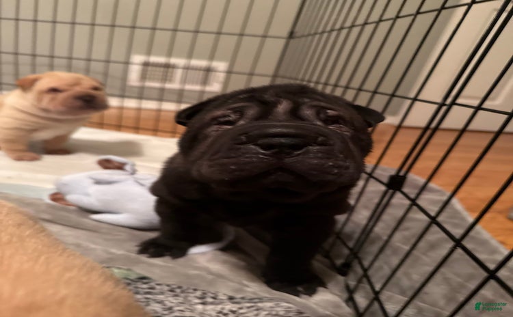 Shar Pei dogs - Advert 1