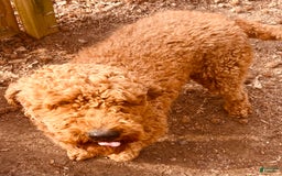 Standard Poodle dogs for sale: Trixie Orange Collar Poodle - Image 5