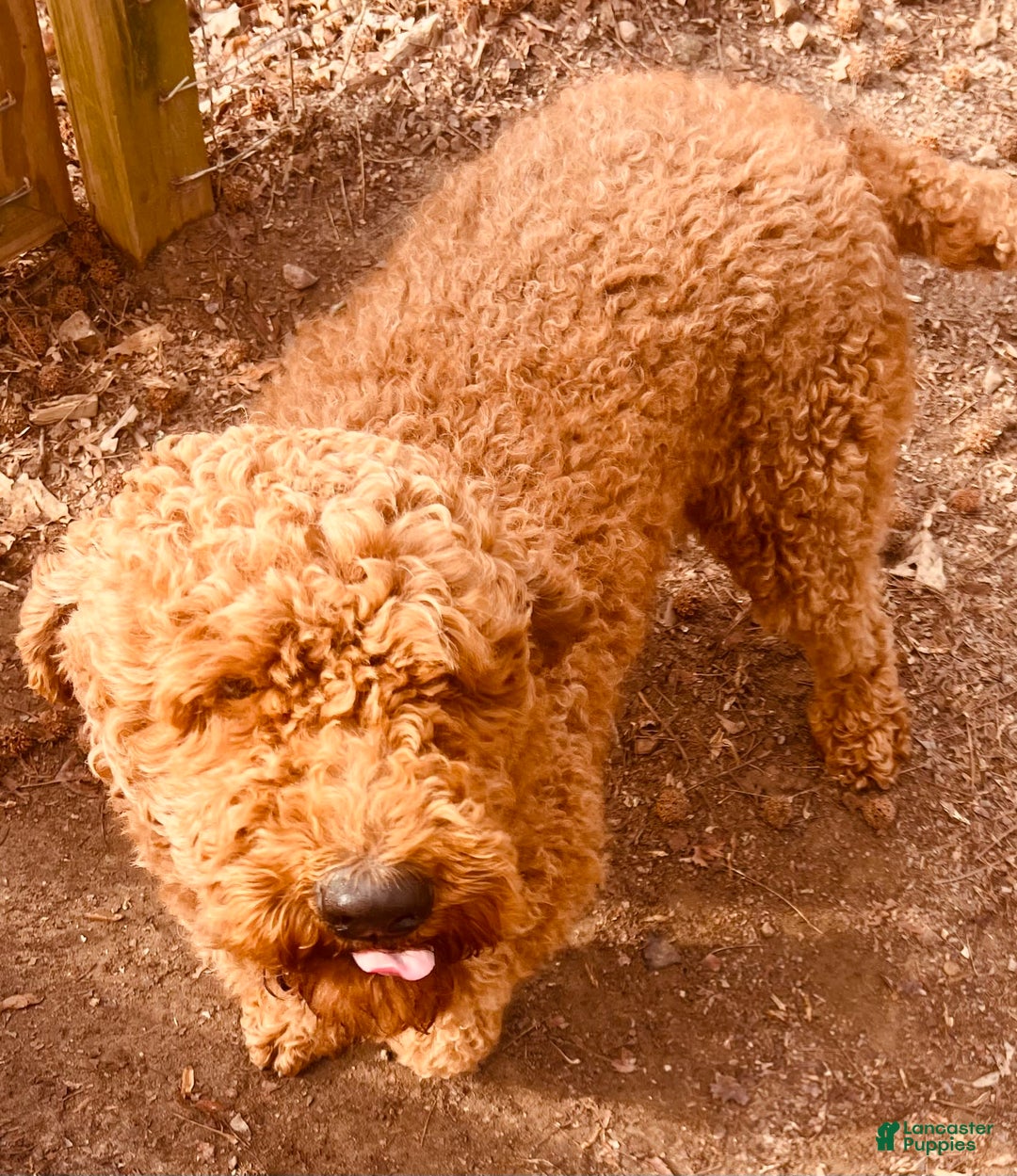 Standard Poodle dogs for sale: Trixie Orange Collar Poodle - Image 5