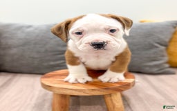 Beabull dogs for sale: Duke - Image 2