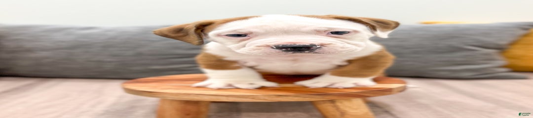 Duke