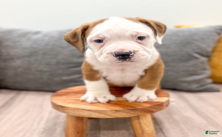 Beabull dogs for sale - Ad 2