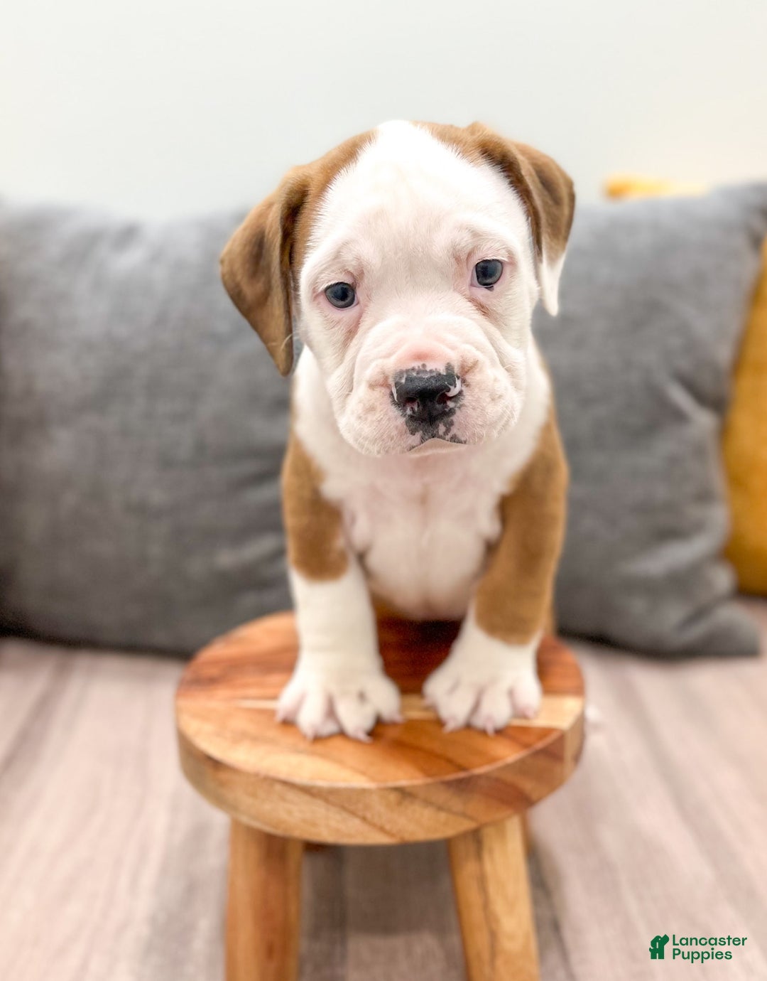 Beabull dogs for sale: Duke - Image 2