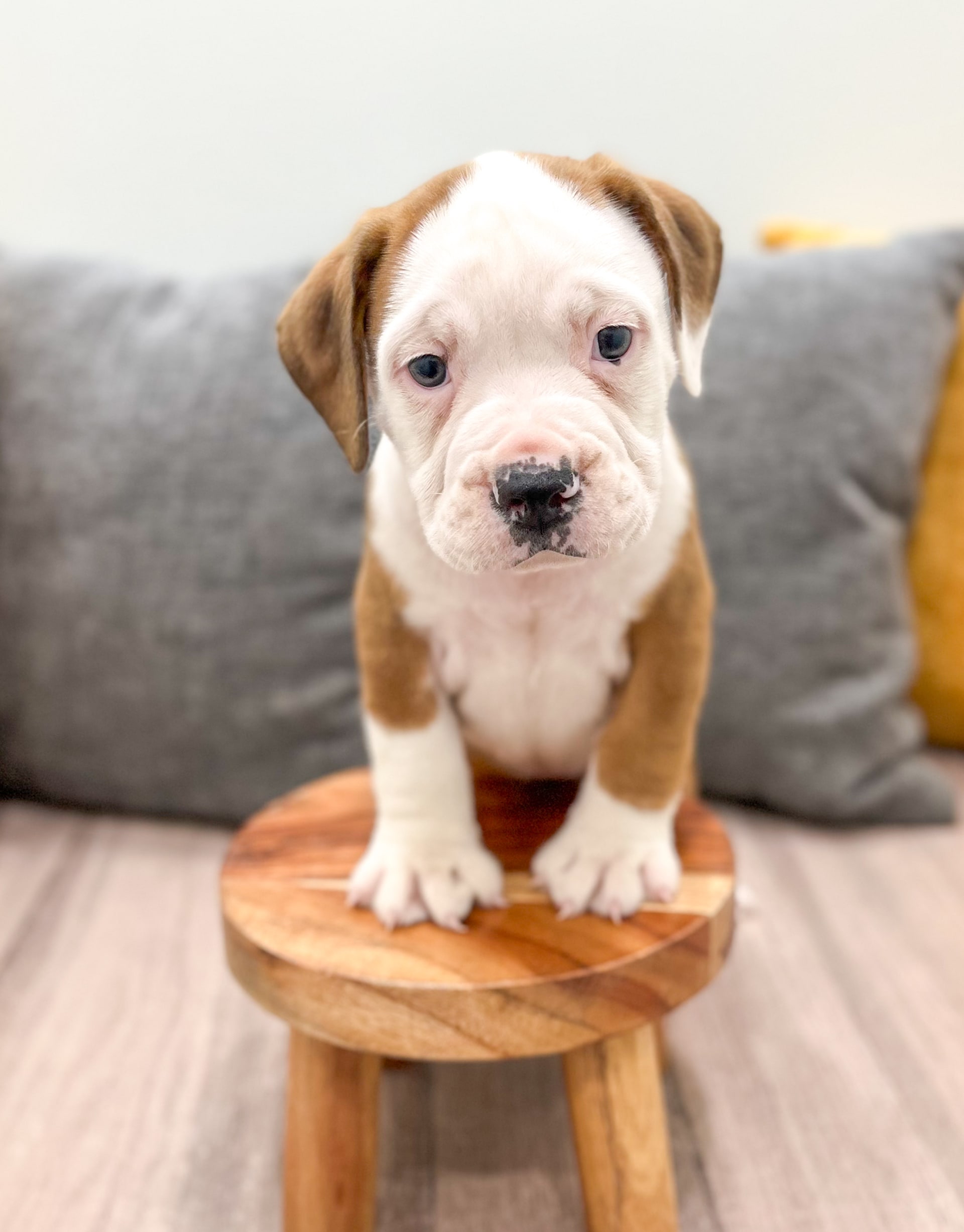 Beabull dogs for sale - Ad 2