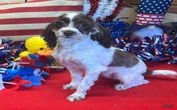 Cockapoo dogs for sale: Bessie - Image 3