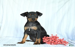 Miniature Pinscher dogs for sale: Blake - Image 1