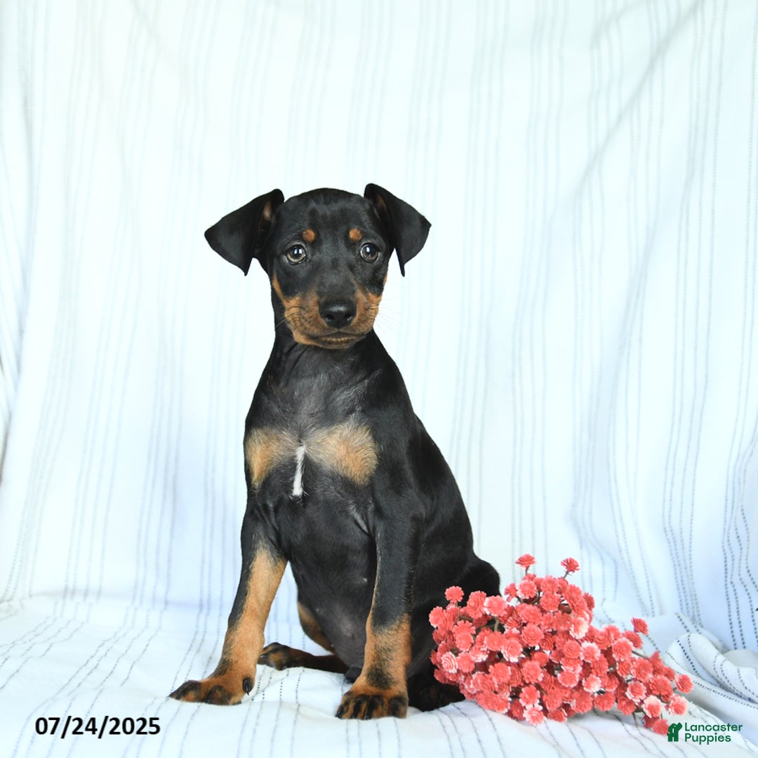 Miniature Pinscher dogs for sale: Blake - Image 1