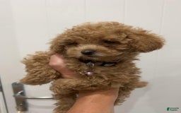 Toy Poodle dogs for sale: Missy Pink - Image 2