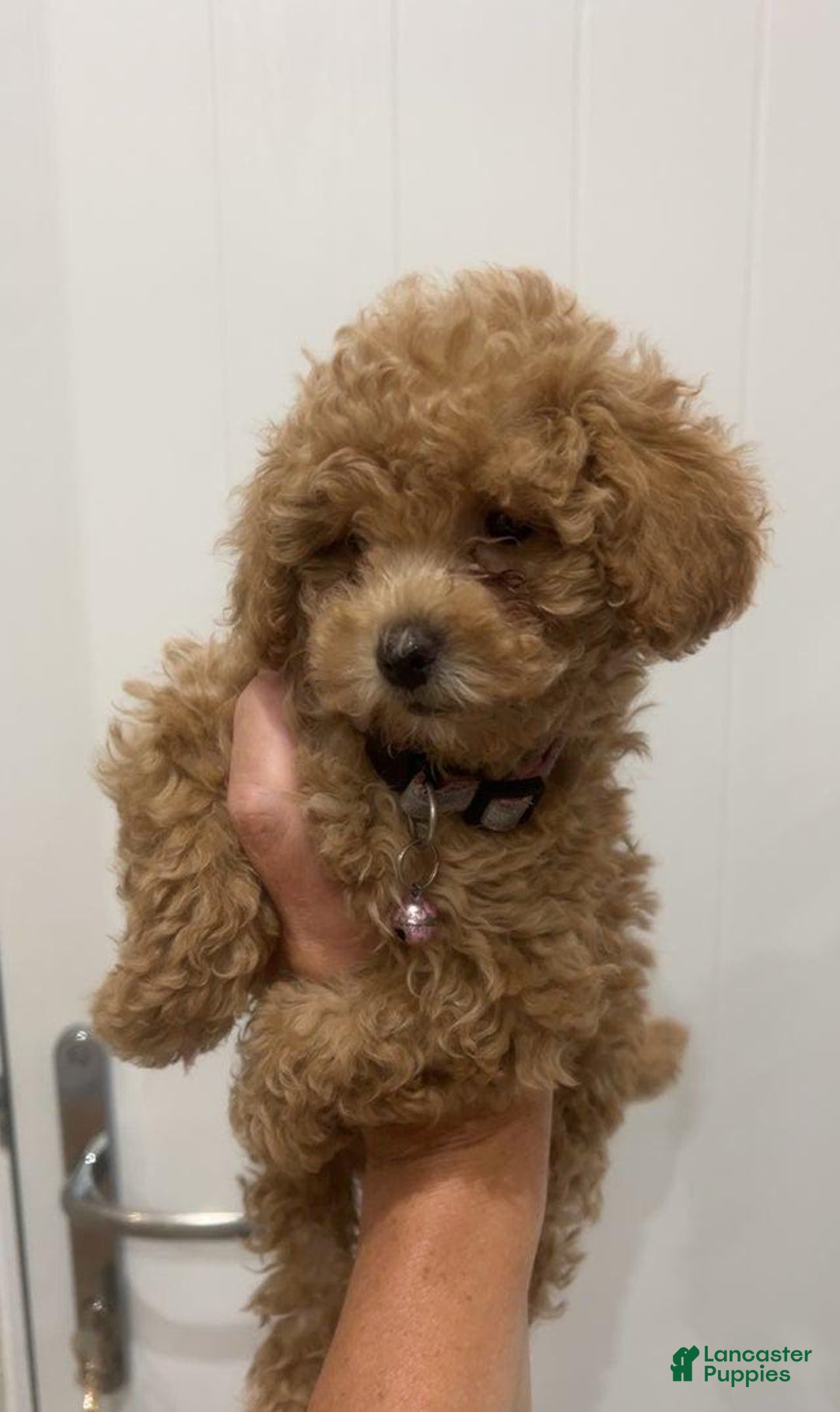Toy Poodle dogs for sale: Missy Pink - Image 2