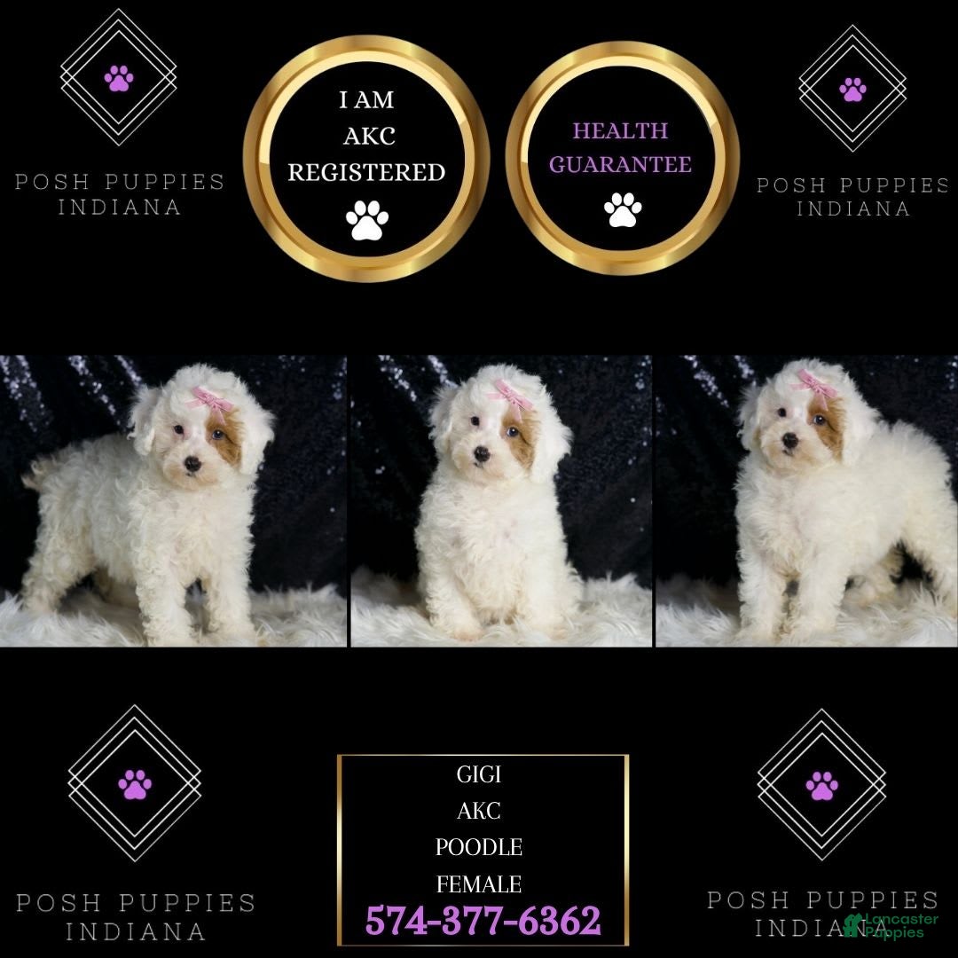 Toy Poodle dogs for sale: Gigi - Image 6