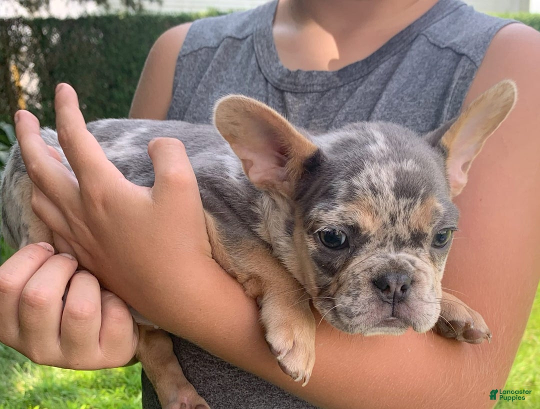 French Bulldog dogs for sale: Nelly - Image 3