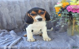 Beagle dogs for sale: Taffy - Image 8