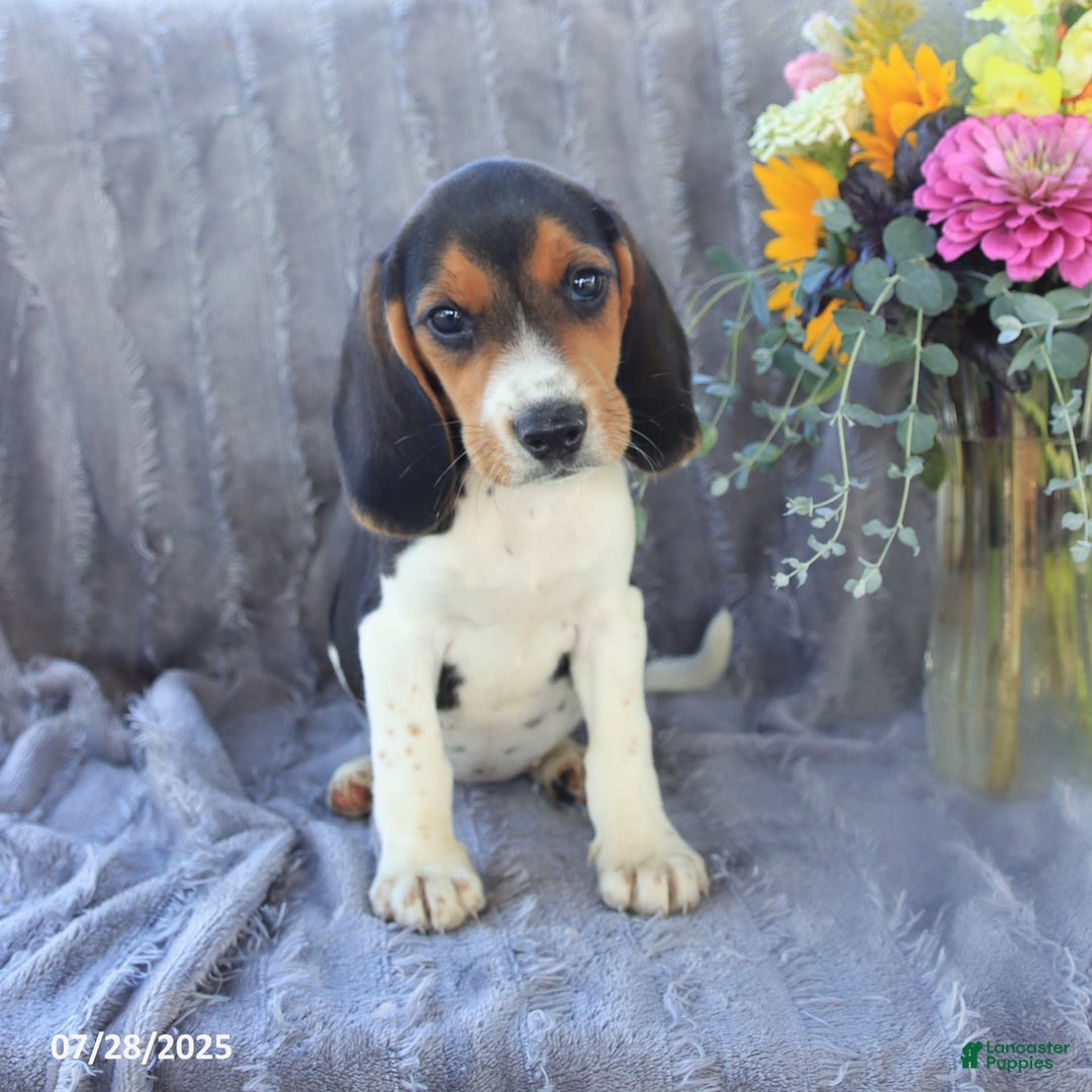 Beagle dogs for sale: Taffy - Image 8