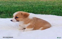Welsh Corgi Pembroke dogs for sale: Rosie - Image 3