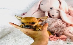 Chihuahua dogs for sale: Cynthia - Image 2