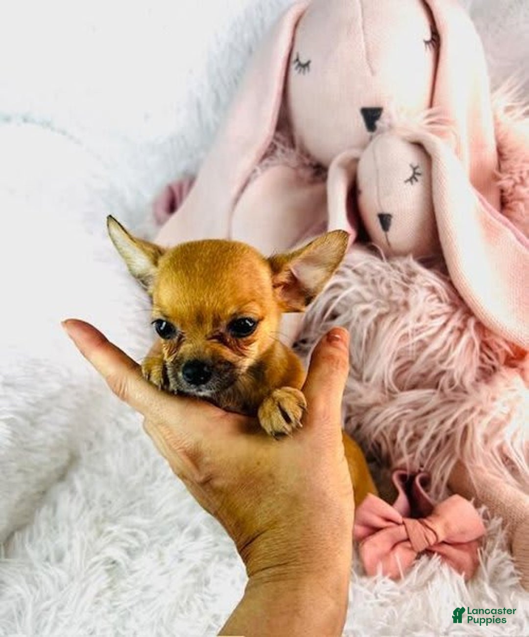 Chihuahua dogs for sale: Cynthia - Image 2