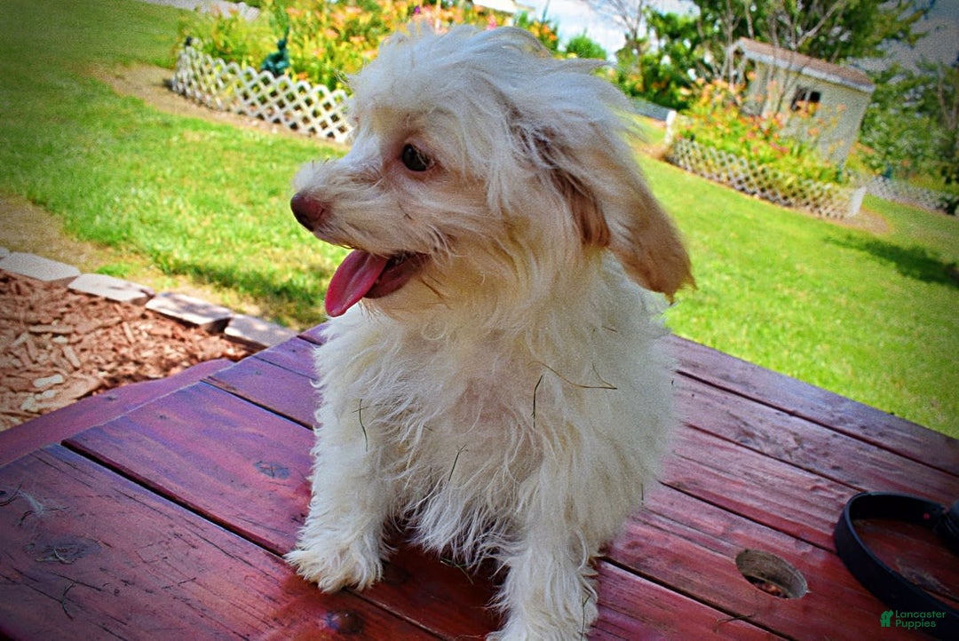 Havapoo dogs for sale: Vanilla - Image 22