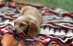 Miniature Dachshund dogs for sale: Sugar - Image 2