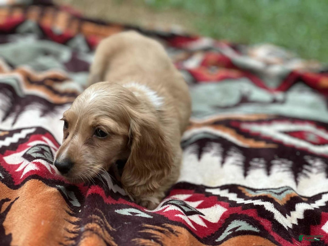 Miniature Dachshund dogs for sale: Sugar - Image 2