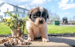 Saint Bernard dogs for sale: Vanilla - Image 1