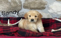 Golden Retriever dogs for sale: Sandy - Image 5