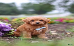 Maltipoo dogs for sale: Dewey - Image 4