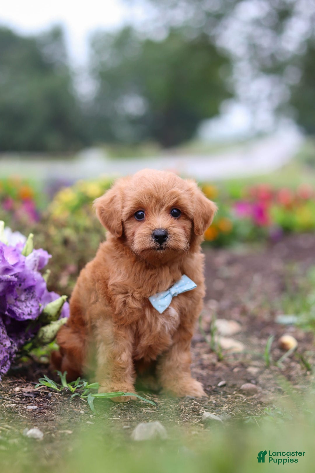 Maltipoo dogs for sale: Dewey - Image 4
