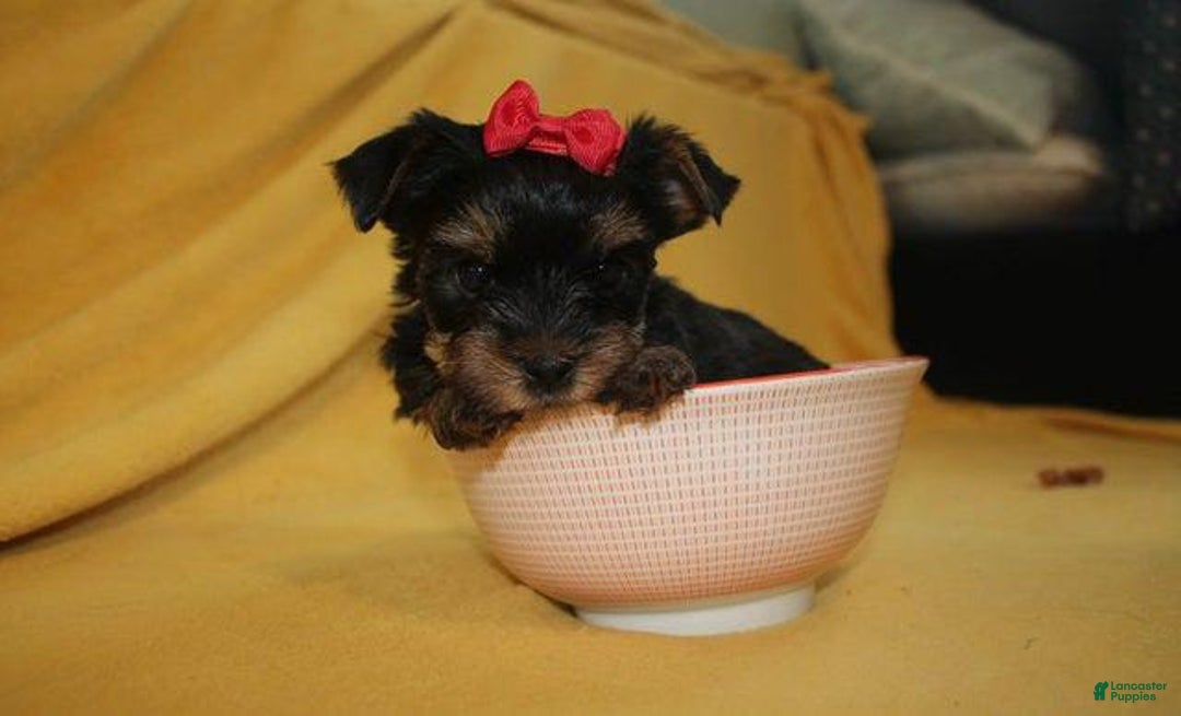 Yorkshire Terrier dogs for sale: Princess - Image 2