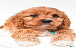 Cavapoo dogs for sale: Davy - Image 4