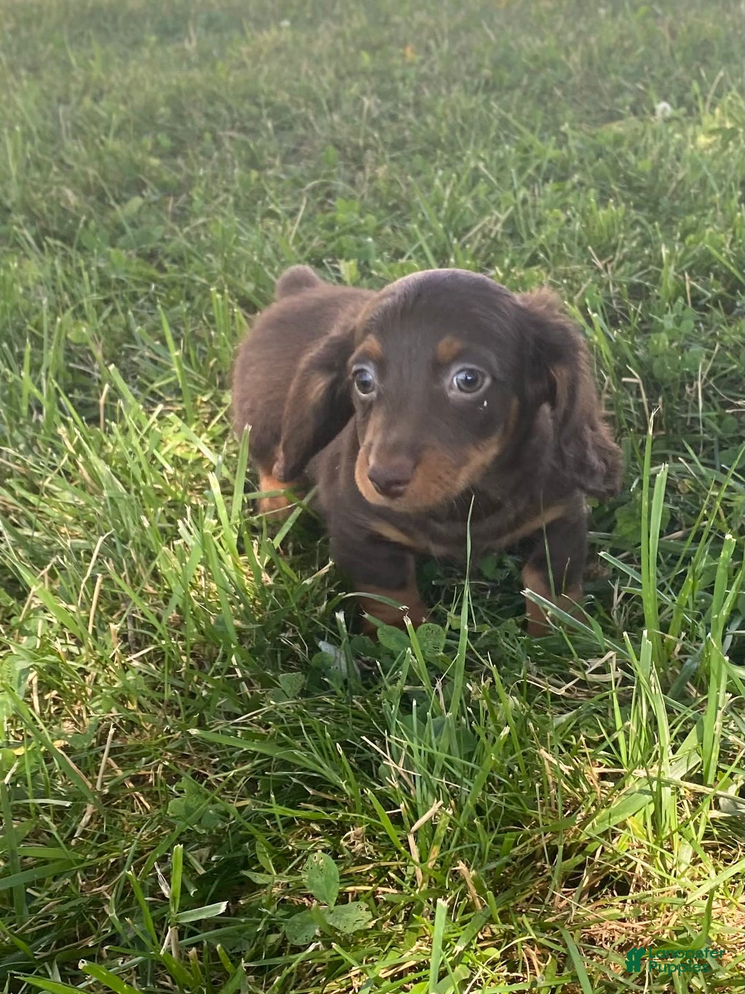 Dachshund dogs for sale: Denver - Image 3