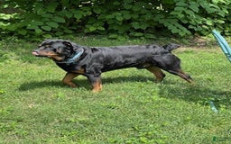 Rottweiler dogs for sale: Lavender - Image 17